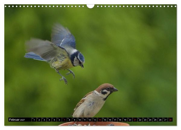 Produktbild: Die Sch&ouml;nheit der Gartenv&ouml;gel im Flug (Wandkalender 2027 DIN A3 quer), CALVENDO Monatskalender