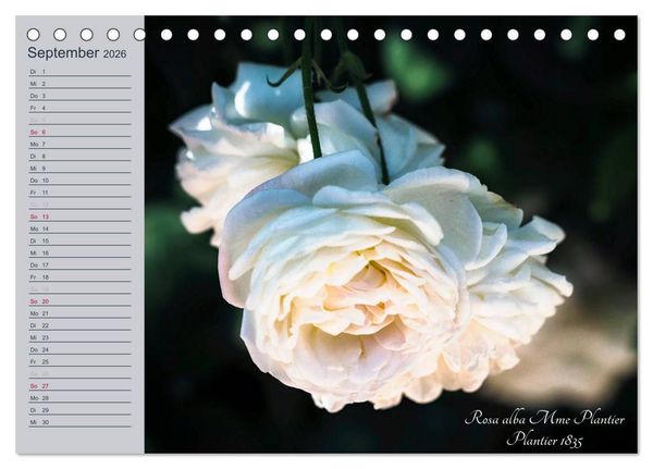 Produktbild: Kurf&uuml;rstliche Rosen Eltville am Rhein (Tischkalender 2026 DIN A5 quer), CALVENDO Monatskalender
