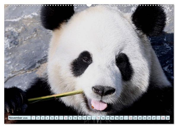 Produktbild: Tiere Schau mir in die Augen (Wandkalender 2026 DIN A2 quer), CALVENDO Monatskalender