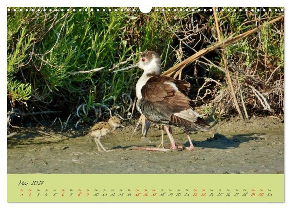 Produktbild: Wildes S&uuml;dfrankreich (Wandkalender 2027 DIN A3 quer), CALVENDO Monatskalender