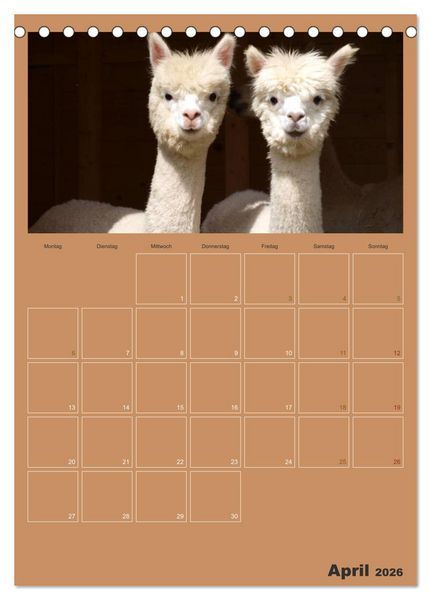Produktbild: Alpakas zum Verlieben (Tischkalender 2026 DIN A5 hoch), CALVENDO Monatskalender