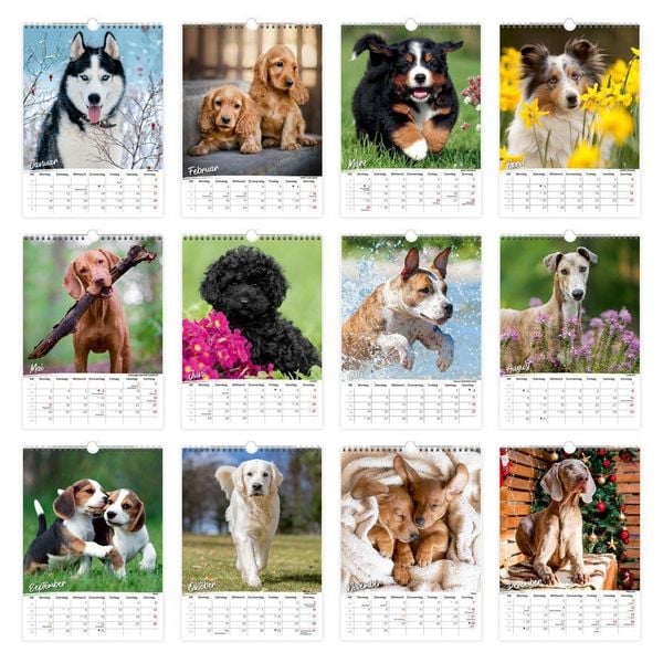 Produktbild: TR&Ouml;TSCH - Classickalender Hunde 2027