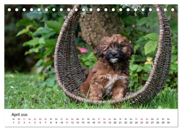 Produktbild: Maltipoo Welpen (Tischkalender 2026 DIN A5 quer), CALVENDO Monatskalender