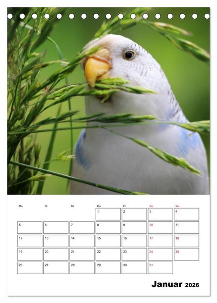 Produktbild: Wellensittichkalender Jubil&auml;umsedition - 10 Jahre Wellensittichkalender! (Tischkalender 2026 DIN A5 hoch), CALVENDO Monatskalender