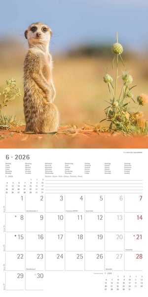 Produktbild: Alpha Edition - Erdmännchen 2026 Broschürenkalender, 30x30cm, Wandkalender mit P