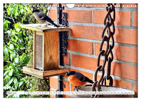 Produktbild: Herr und Frau Gimpel - Stammg&auml;ste im Garten (Wandkalender 2026 DIN A4 quer), CALVENDO Monatskalender
