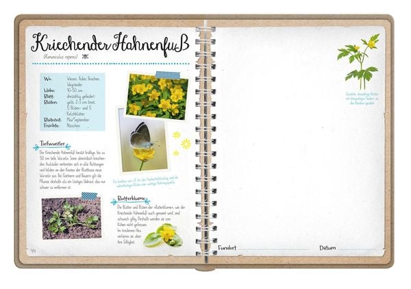 Produktbild: Naturforscher-Kids &ndash; Bl&uuml;ten und Bl&auml;tter entdecken und sammeln
