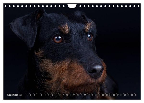 Produktbild: Faszination Terrier (Wandkalender 2026 DIN A4 quer), CALVENDO Monatskalender