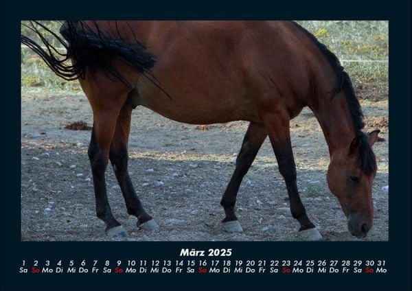 Produktbild: Pferdetraum 2025 Fotokalender DIN A4