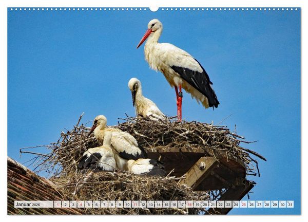Produktbild: Zeit der St&ouml;rche (hochwertiger Premium Wandkalender 2026 DIN A2 quer), Kunstdruck in Hochglanz