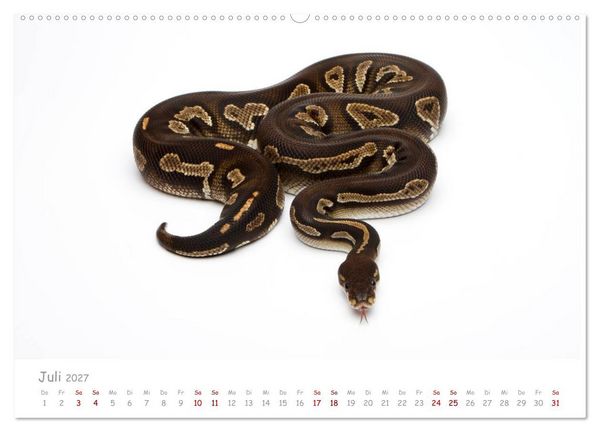 Produktbild: K&ouml;nigspythons - bunte Schlangen (Wandkalender 2027 DIN A2 quer), CALVENDO Monatskalender