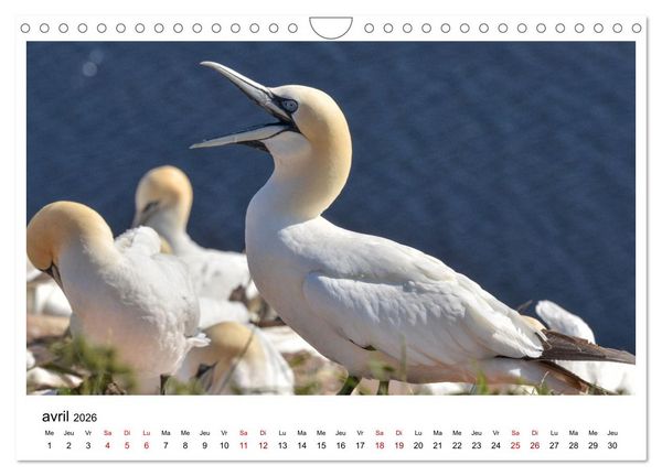 Produktbild: Fous de Bassan - Grands oiseaux marins (Calendrier mural 2026 DIN A4 vertical), CALVENDO calendrier mensuel