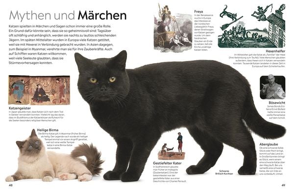 Produktbild: memo Wissen. Katzen