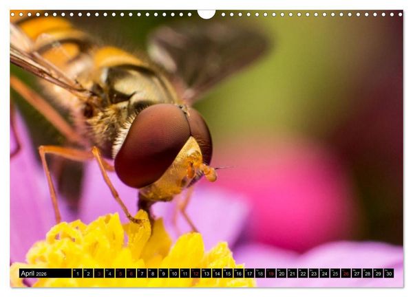 Produktbild: Kleine Wesen &ndash; Makroaufnahmen von einheimischen Insekten (Wandkalender 2026 DIN A3 quer), CALVENDO Monatskalender