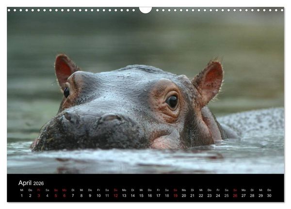 Produktbild: Tiere unserer Erde (Wandkalender 2026 DIN A3 quer), CALVENDO Monatskalender