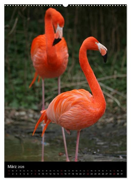 Produktbild: Flamingos - Eleganz in Rot und Rosa (hochwertiger Premium Wandkalender 2026 DIN A2 hoch), Kunstdruck in Hochglanz