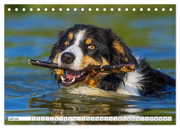 Produktbild: Traumhund Border Collie (Tischkalender 2026 DIN A5 quer), CALVENDO Monatskalender