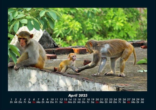 Produktbild: Welt der Affen 2025 Fotokalender DIN A4