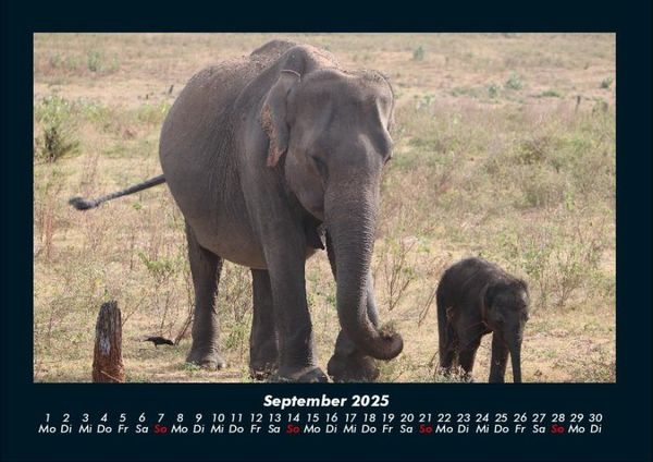 Produktbild: Elefanten 2025 Fotokalender DIN A4