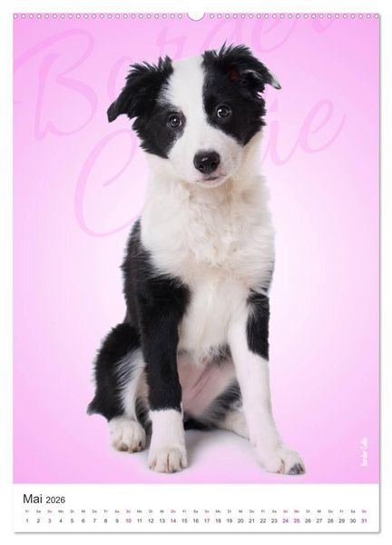 Produktbild: Kunterbunte Hundewelpen (Wandkalender 2026 DIN A2 hoch), CALVENDO Monatskalender