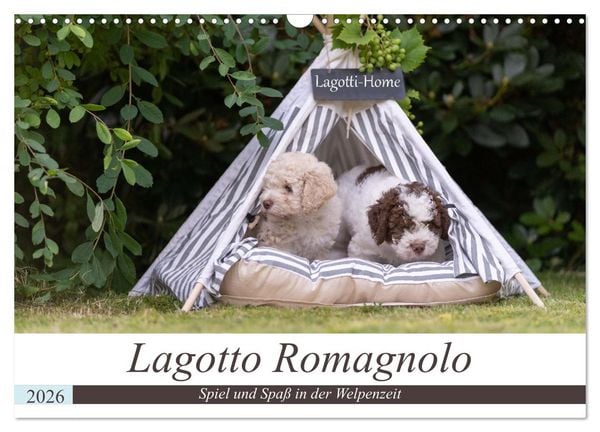 Lagotto Romagnolo - Spiel und Spaß in der Welpenzeit (Wandkalender 2026 DIN A3 quer), CALVENDO Monatskalender