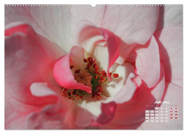 Produktbild: Rosen, die K&ouml;nigin der Blumen (Wandkalender 2026 DIN A2 quer), CALVENDO Monatskalender
