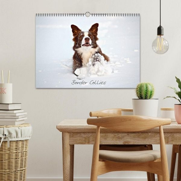Produktbild: Border Collies (Wandkalender 2026 DIN A3 quer), CALVENDO Monatskalender