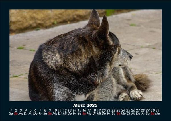 Produktbild: Hundezauber 2025 Fotokalender DIN A5
