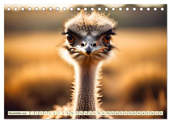 Produktbild: Africa's diverse birdlife (Desk Calendar 2026 DIN A5 landscape), CALVENDO 12 Month DeskCalendar