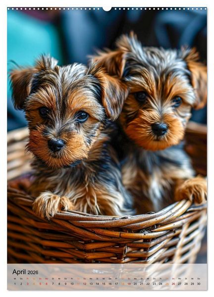 Produktbild: Yorkshire Terrier - ein Hund mit starkem Charakter (hochwertiger Premium Wandkalender 2026 DIN A2 hoch), Kunstdruck in Hochglanz