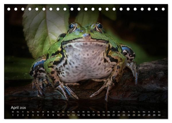 Produktbild: Fr&ouml;sche zum Verlieben (Tischkalender 2026 DIN A5 quer), CALVENDO Monatskalender