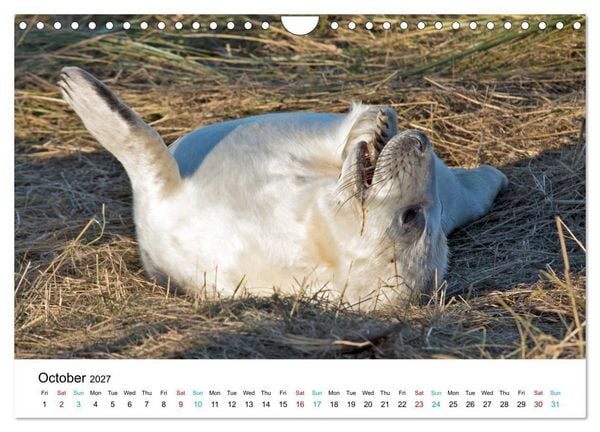 Produktbild: Grey Seal Pups of Donna Nook (Wall Calendar 2027 DIN A4 landscape), CALVENDO 12 Month Wall Calendar