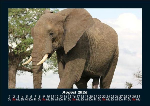 Produktbild: Elefanten - Die sanften Riesen Afrikas 2026 Fotokalender DIN A5