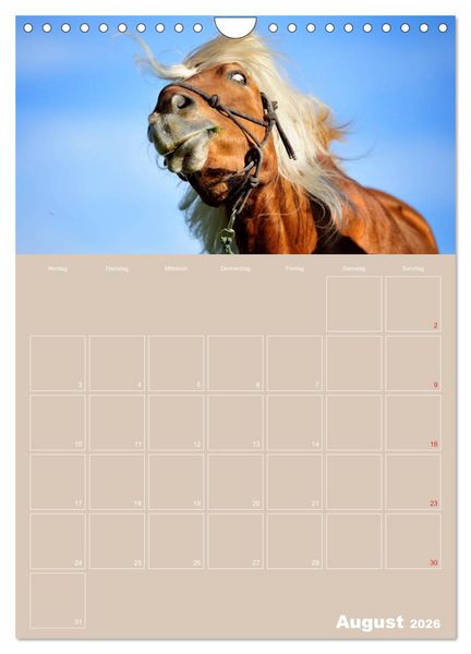 Produktbild: Pferde / Planer (Wandkalender 2026 DIN A4 hoch), CALVENDO Monatskalender