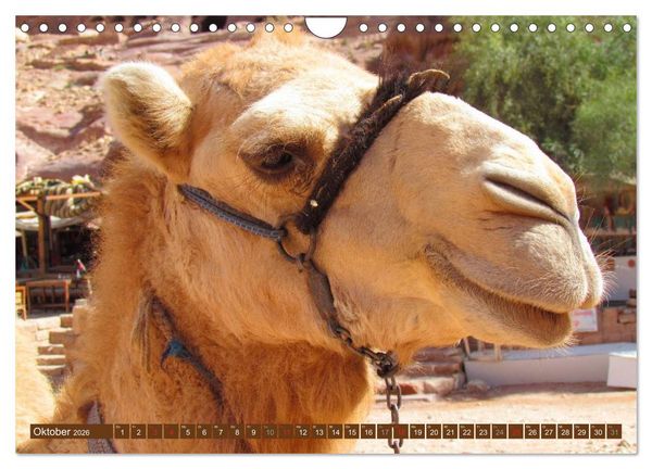 Produktbild: Kamele &bull; Dromedar & Trampeltier (Wandkalender 2026 DIN A4 quer), CALVENDO Monatskalender