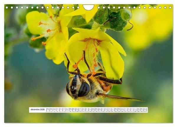 Produktbild: La vie de nos prairies - Les gu&ecirc;pes et les abeilles (Calendrier mural 2026 DIN A4 vertical), CALVENDO calendrier mensuel