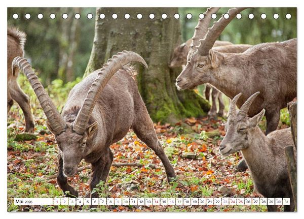 Produktbild: Steinb&ouml;cke - imposante Tiere (Tischkalender 2026 DIN A5 quer), CALVENDO Monatskalender