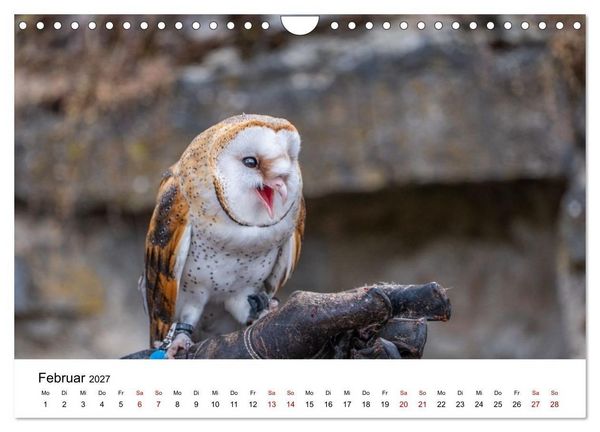 Produktbild: Greifv&ouml;gel in Aktion - Dynamische Flugbilder und Portr&auml;ts (Wandkalender 2027 DIN A4 quer), CALVENDO Monatskalender