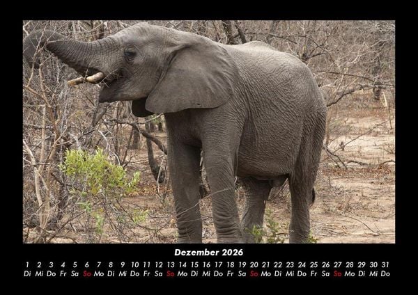 Produktbild: Der Elefantenkalender 2026 Fotokalender DIN A3
