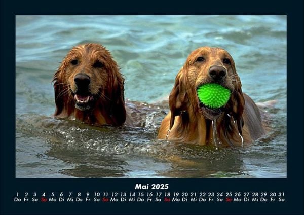 Produktbild: Hundezauber 2025 Fotokalender DIN A4