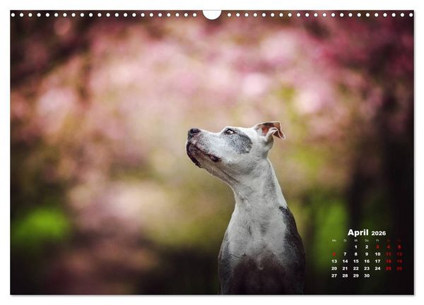 Produktbild: Listenhunde - mehr als nur eine Kategorie (Wandkalender 2026 DIN A3 quer), CALVENDO Monatskalender