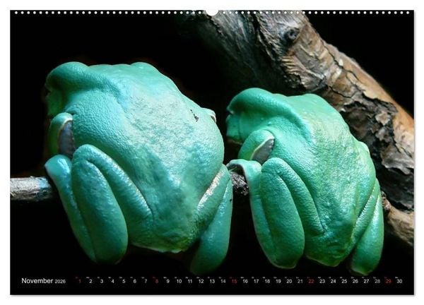 Produktbild: Regenwald &bull; Tiere im Dschungel (hochwertiger Premium Wandkalender 2026 DIN A2 quer), Kunstdruck in Hochglanz