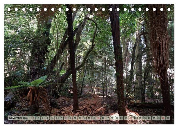 Produktbild: Prim&auml;rwald - Neuseeland (Tischkalender 2026 DIN A5 quer), CALVENDO Monatskalender