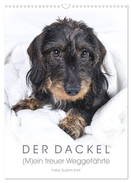 Produktbild: Der Dackel (M)ein treuer Weggef&auml;hrte (Wandkalender 2026 DIN A3 hoch), CALVENDO Monatskalender