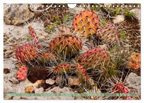 Produktbild: Grand Canyon National Park (Wall Calendar 2026 DIN A4 landscape), CALVENDO 12 Month Wall Calendar