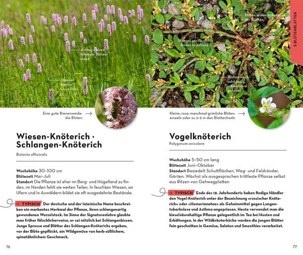 Produktbild: Basic Blumen