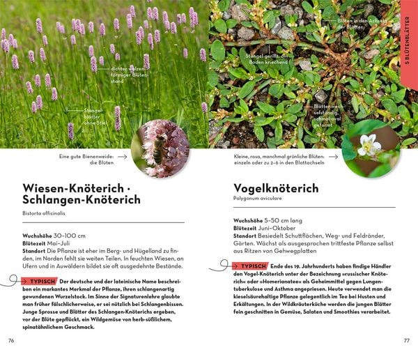 Produktbild: Basic Blumen