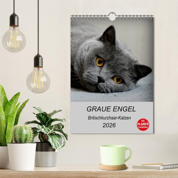 Produktbild: Graue Engel - Britischkurzhaar-Katzen (Wandkalender 2026 DIN A4 hoch), CALVENDO Monatskalender