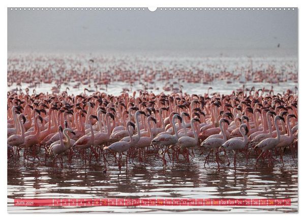 Produktbild: Flamingos am Lake Bogoria - Kenia (Wandkalender 2026 DIN A2 quer), CALVENDO Monatskalender