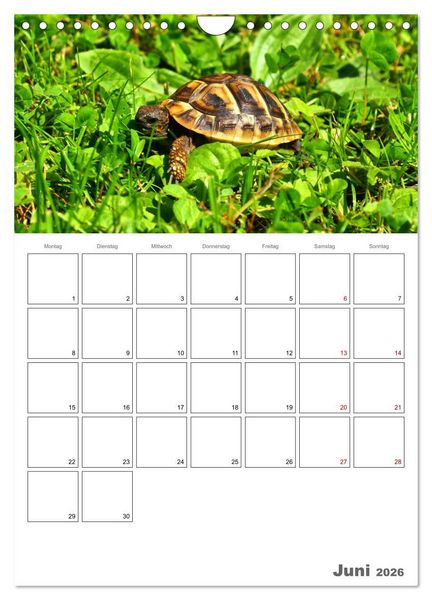 Produktbild: Langsame Schildkr&ouml;ten (Wandkalender 2026 DIN A4 hoch), CALVENDO Monatskalender